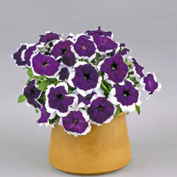 ����  ������� ����������� ����� ������ ��� (��-1000�����) ���������������� ������, ������ �� 3520 ���