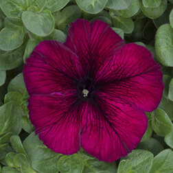 ����  ������� ����������� ����� �������� (��-1000�����) ���������������� ������, ������ �� 3344 ���