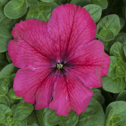 ����  ������� ����������� ����� ��� ���� (��-1000�����) ���������������� ������, ������ �� 3344 ���