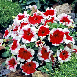 ����  ������� ����������� ����� ������ ��� (��-1000�����) ���������������� ������, ������ �� 3344 ���