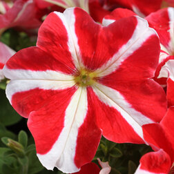 ����  ������� ����������� ����� ���� ��� ��� ���� (��-1000�����) ���������������� ������, ������ �� 3344 ���