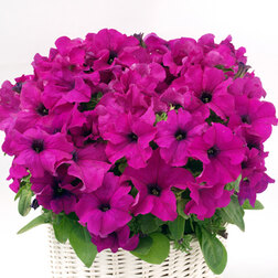 ����  ������� ����������� ����� ����� (��-1000�����)���������������� ������, ������ �� 7920 ���