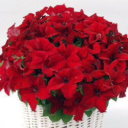 ����  ������� ����������� ����� ��� (��-1000�����) ���������������� ������, ������ �� 7920 ���