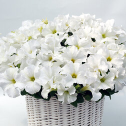 ����  ������� ����������� ����� ���� (��-100�����) ���������������� ������, ������ �� 976 ���