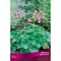 ����  ������� ����������, ������ �� 411 ���