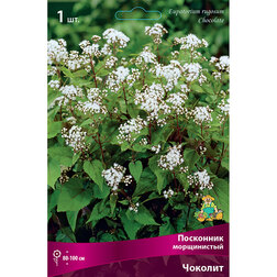 ����  ��������� ����������� �������, ������ �� 387 ���