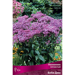 ����  ��������� ��������� ���� ���, ������ �� 637 ���