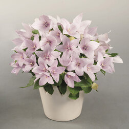 ����  ���������� ��� ���� ���� (��-100��) ���������������� ������, ������ �� 1408 ���