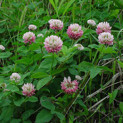 ����  ������ ��������� ������� (1��-100��), ������ �� 136 ���