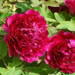 ����  ���� ����������� ��������� ������, ������ �� 731 ���