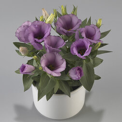 ����  ������� ������ ����� (1��-100�����) ���������������� ������, ������ �� 960 ���