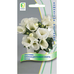 ����  ������� ��������������� ����� �����, ������ �� 99 ���