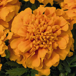 ����  �������� ����������� ����� ����� ����� (��-1000��) ���������������� ������, ������ �� 1920 ���