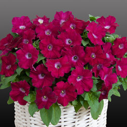 ����  ������� ����������� �������� ������ (��-1000�����) ���������������� ������, ������ �� 7920 ���