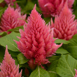 ����  ������� �������� ��� ���� ������ (1��-1000��) ���������������� ������, ������ �� 2112 ���