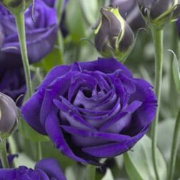 ����  ������� ��������������� ����� III ����� (1��-1000�����), ������ �� 13600 ���