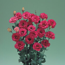 ����  ������� ��������������� ����� III ��� (1��-1000�����) ���������������� ������, ������ �� 13600 ���