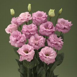 ����  ������� ��������������� ����� III ��� ���� (1��-1000�����) ���������������� ������, ������ �� 13600 ���