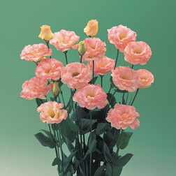 ����  ������� ��������������� ����� III ������� (1��-1000�����), ������ �� 13600 ���