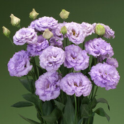 ����  ������� ��������������� ������� II �������� (1��-1000�����), ������ �� 14080 ���