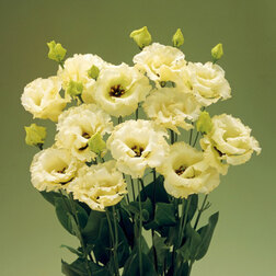 ����  ������� ��������������� ������� III ����� (1��-1000�����) ���������������� ������, ������ �� 14080 ���