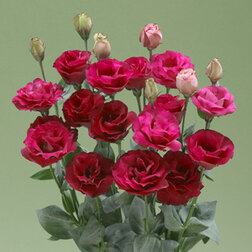 ����  ������� ��������������� ����� III ��� (1��-1000�����), ������ �� 16000 ���