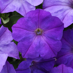 ����  ������� ��������� F1 ��� ���� �������� ���� ��� (1��-100�����) ���������������� ������, ������ �� 4000 ���