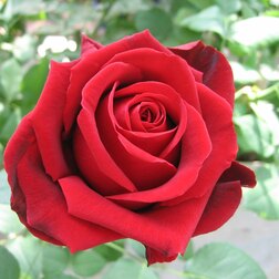 ����  ���� �����-��������� ����� ���, ������ �� 499 ���