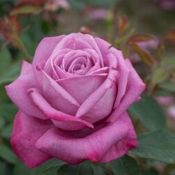 ����  ���� �����-��������� ���� ������, ������ �� 499 ���