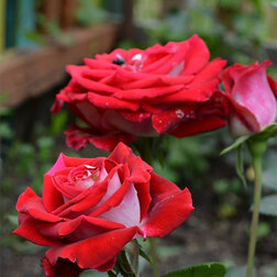 ����  ���� �����-��������� ������, ������ �� 499 ���