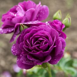 ����  ���� ���������� �������, ������ �� 499 ���