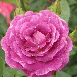 ����  ���� ���������� ���������, ������ �� 499 ���