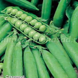 ����  ����� ������� ���������, ������ �� 30 ���