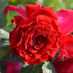 ����  ���� ��������� ���������, ������ �� 619 ���