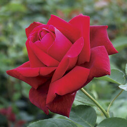 ����  ������� ���� �������� �������� �������� (���������), ������ �� 619 ���