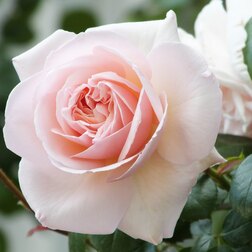 ����  ���� ��������� ����� ����, ������ �� 619 ���