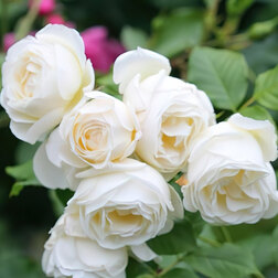 ����  ���� ��������� ������� �����������, ������ �� 619 ���