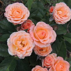 ����  ���� ����������� �������, ������ �� 429 ���