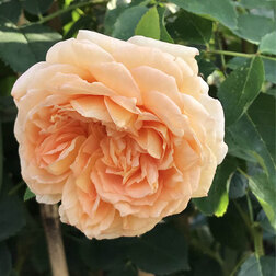 ����  ���� ���������� �������� �������, ������ �� 759 ���