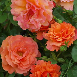 ����  ���� ������� ���������� ��� ���� ��, ������ �� 699 ���