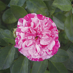 ����  ���� ����������� ����� ������ �����, ������ �� 1189 ���