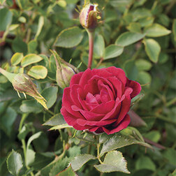 ����  ���� ����������� ����� ������ ����, ������ �� 1189 ���