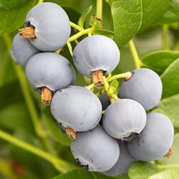 ����  �������� ������������ �������, ������ �� 539 ���