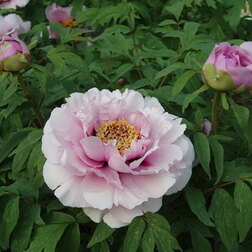 ����  ���� ����������� ������� �����, ������ �� 731 ���