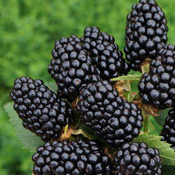 ����  ������� ������� (���������), ������ �� 479 ���