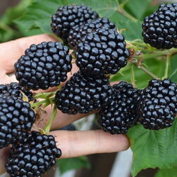 ����  ������� ������� (���������), ������ �� 479 ���