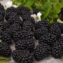 ����  ������� ������������ ���� ������, ������ �� 479 ���