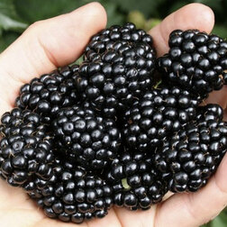 ����  ������� ��� (���������), ������ �� 489 ���