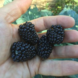 ����  ������� ������������ ����� ��� ������ (���������), ������ �� 489 ���