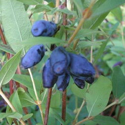 ����  ��������� ��������� �������, ������ �� 349 ���